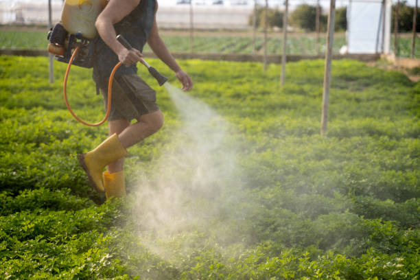 Best Ant Control Services  in Andrews, NC