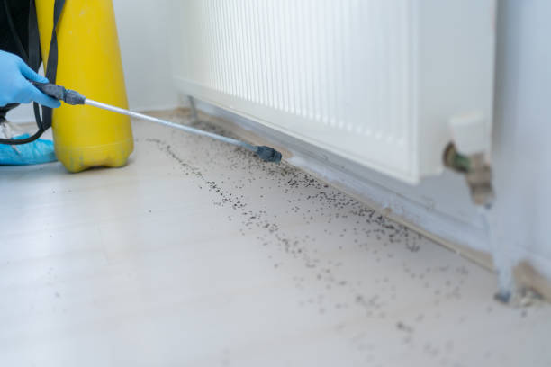 Best Flea Control Services  in Andrews, NC